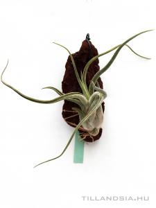 Tillandsia caput- medusae