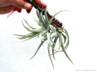 Tillandsia harrisii- szilfán