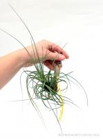 Tillandsia melanocrater var. tricolor- szilfán
