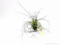 Tillandsia melanocrater var. tricolor- szilfán