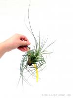 Tillandsia melanocrater var. tricolor- szilfán}