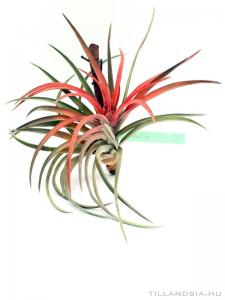 Tillandsia velutina