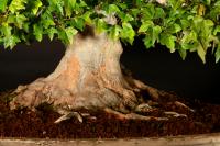 Acer buergerianum 40 cm-es bonsai