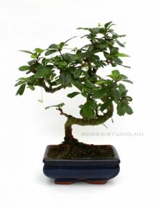 belteri bonsai szoba bonsai ficus ulmus carmona serissa es mas bonsaj fa kinalat rendelheto vasarlasi lehetoseg