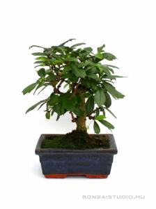 belteri bonsai szoba bonsai ficus ulmus carmona serissa es mas bonsaj fa kinalat rendelheto vasarlasi lehetoseg