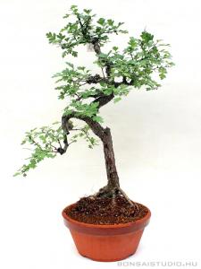 galagonya, crataegus, yamadori, bonsai galagonya crataegus yamadori bonsai