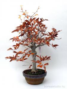 fagus crenata pre bonsai