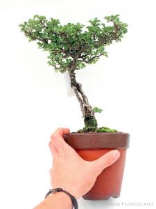 chaenomeles japonica pre bonsai