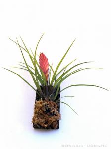Tillandsia cyanea parafán