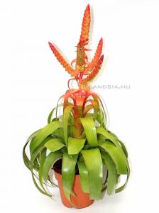Tillandsia samantha