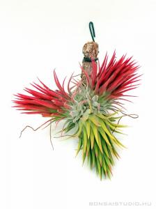 Tillandsia ionantha 'ionantha' telep 01.