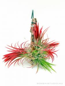 Tillandsia ionantha 'fuego' telep 01.