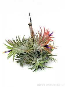 Tillandsia ionantha 'Rubra' telep 01.