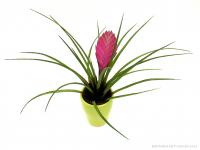 Tillandsia cyanea mázas kaspóban 02.