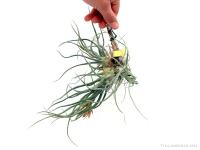 Tillandsia hybrid bulbosa x pruinosa