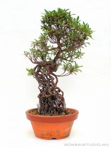 satsuki, pre bonsai satsuki pre bonsai