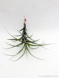 Tillandsia incarnata 01.