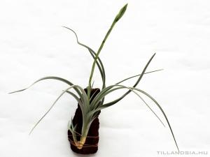 Tillandsia bermejoensis