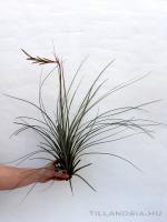 Tillandsia hammerii