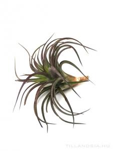 Tillandsia brachycaulos - kötözetlen