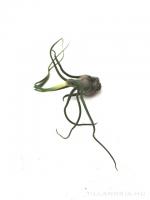 Tillandsia bulbosa - kötözetlen