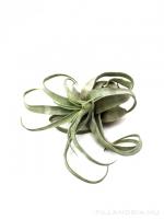 Tillandsia streptophylla XL - kötözetlen