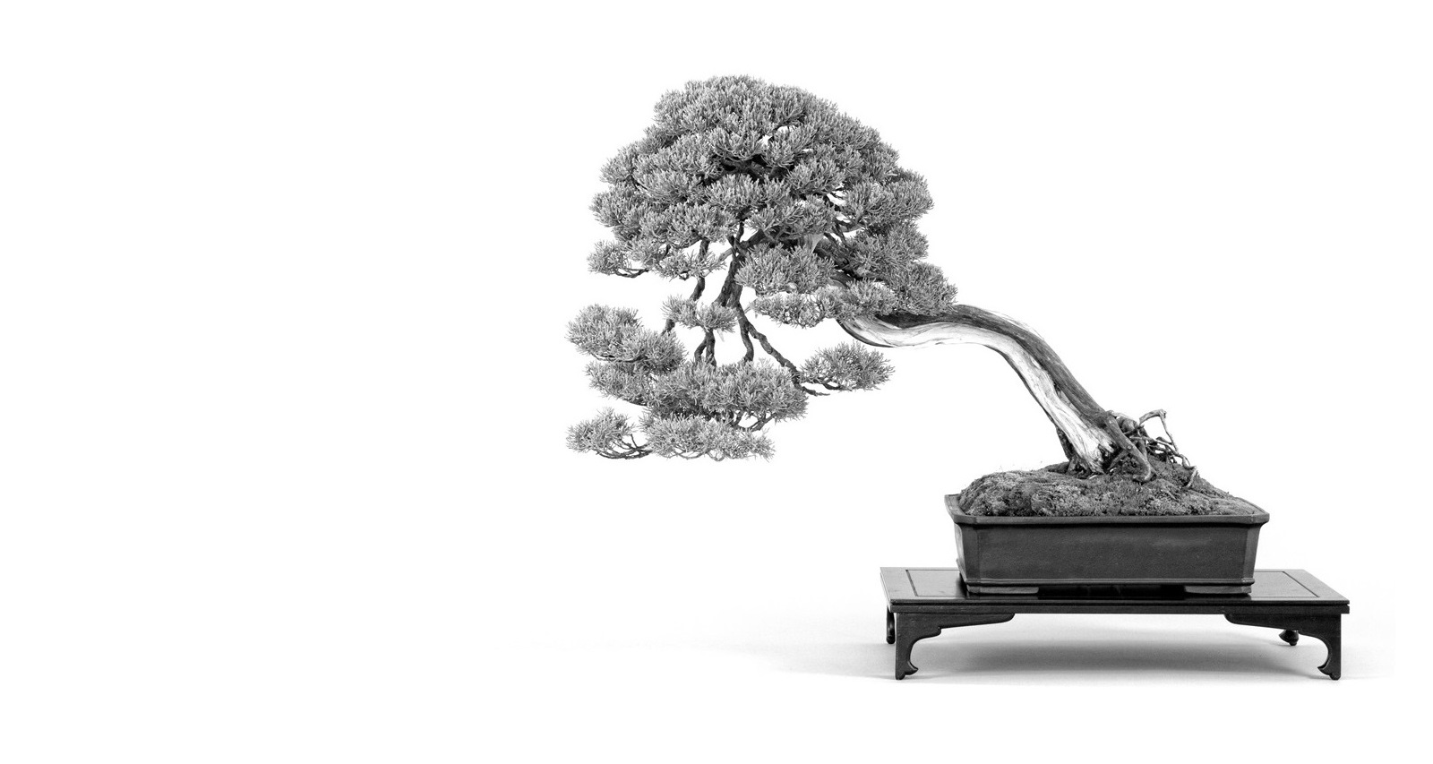 juniperus, bonsai, junipa, bonsai garden, japanese, japanese bonsai, kengai, han kengai, shakan, literati, bunjin juniperus chinensis grey owl japanese bonsai from the marczika bonsai studio bonsai garden