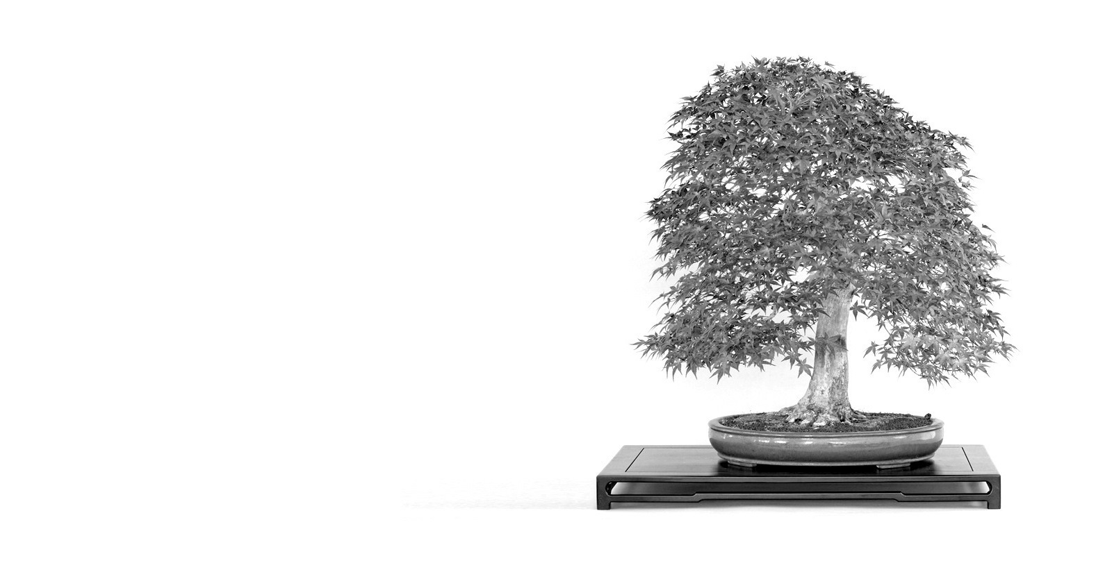 acer, acer palmatum, benichidori, momji, momiji, japanese maple, japanese mapple, marczika, marczika bonsai studio, erd, hungary japan juhar bonsai acer palmatum trident mapple bonsai a marczka bonsai kerteszet gyujtemenyebol