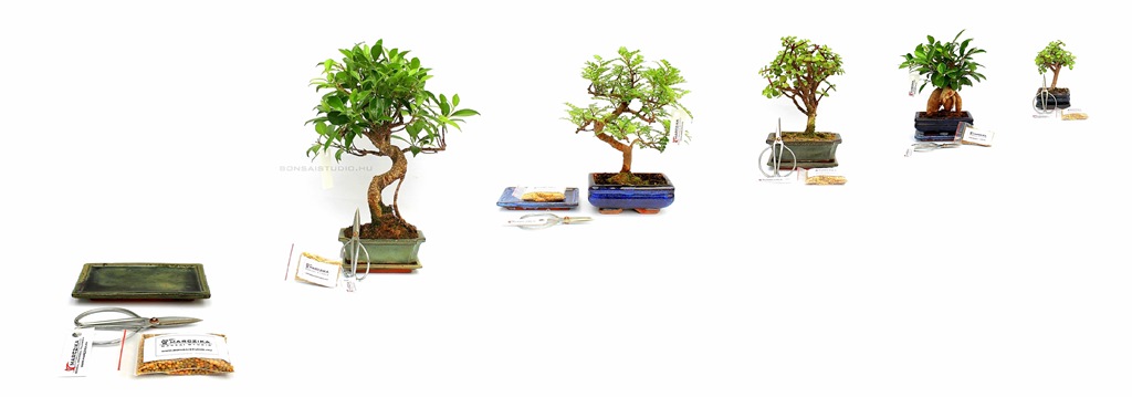 bonsai, ajandek, otlet, bonsaj, bozai, bonszaj, vasarlas, rendeles, elado, marczika, studio, bonsai bolt, erd, hungary bonsai ajandek csomag vasarlasi lehetoseg belteri bonsai fakbol bonsai olloval