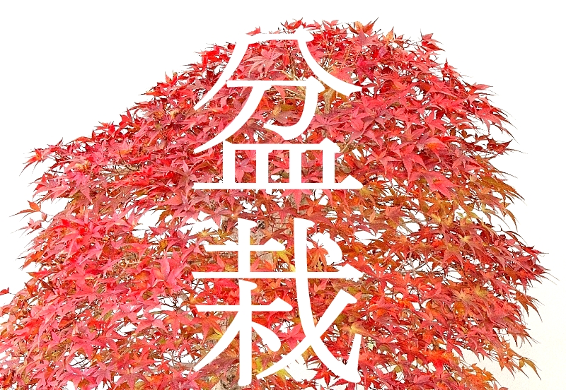 bonsai, bonsaj, prebonsai, bonsai alapanyag, bonsai eloanyag, vasarlas rendeles, ordering, buying, marczika bonsai studio, erd, hungary, yamadori bonsai kerteszet erden studio munka a marczika bonsai studioban