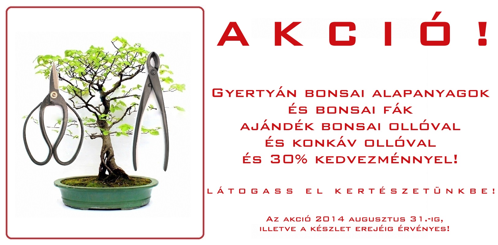 bonsai, bonsaj, prebonsai, bonsai alapanyag, bonsai eloanyag, vasarlas rendeles, ordering, buying, marczika bonsai studio, erd, hungary, yamadori gyertyan carpinus betulus bonsai vasarlas rendeles bonsai eloanyag prebonsai bonsaj