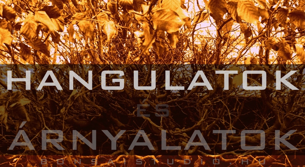 marczika bonsai kerteszet erd hungary bonsai studio