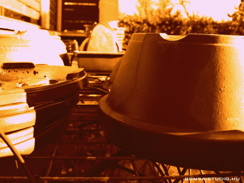 marczika bonsai kerteszet erd hungary bonsai studio