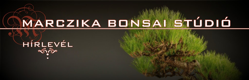 bonsai kerteszet, bonsai, kulonleges novenyek, kulonleges ajandek, ajandekok, ajandek otlet, karacsonyi akciok, akcio, marczika bonsai studio, bonsai vasarlas webaruhaz, last minit bonsai presents, bonsaj bonsai vasarlasi es rendelesi lehetoseg karacsonyi ajandek otlet es vasarlasi lehetoseg karacsonyi vasar es akcio kulonleges ajandek otletekkel