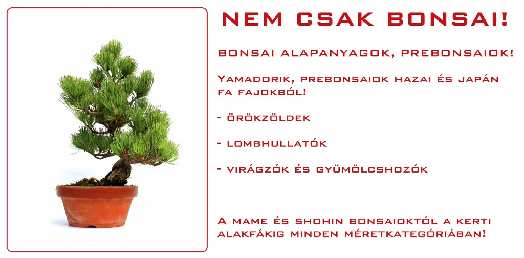 yamadori, bonsai, bonsai eloanyag, bonsai alapanyag, pre bonsai, prebonsai, vasarlas, rendeles, bonsai studio, erd, hungary yamadori es bonsai eloanyag pre bonsai kinalat a marczika bonsai studio kerteszet kinalatabol